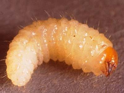 Creamy white beetle grub larva with brownish head resting on a flat surface