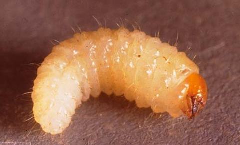 Creamy white beetle grub larva with brownish head resting on a flat surface