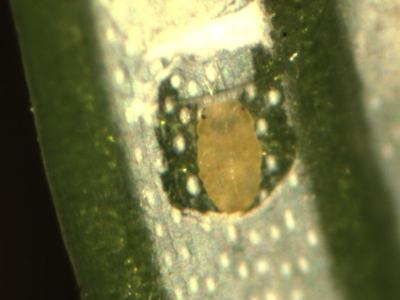 Yellow oval insect egg seated in a small depression on a green plant stem