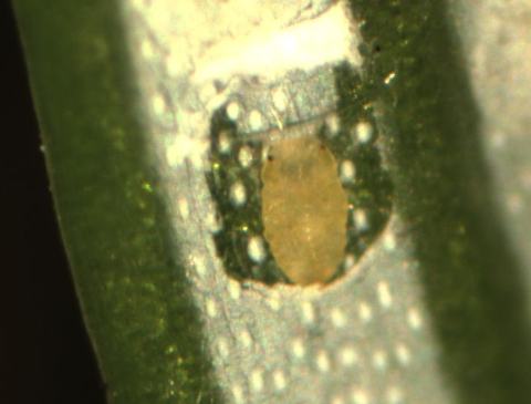 Yellow oval insect egg seated in a small depression on a green plant stem