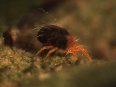 Reddish mite with dark rounded abdomen on green plant surface