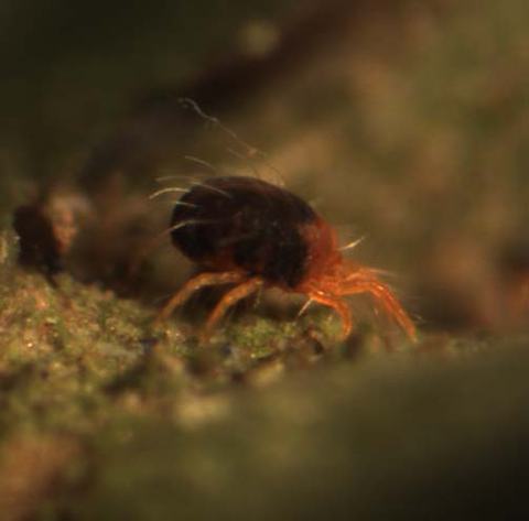 Reddish mite with dark rounded abdomen on green plant surface