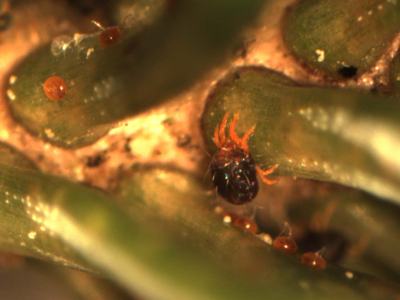 female spruce spider mite