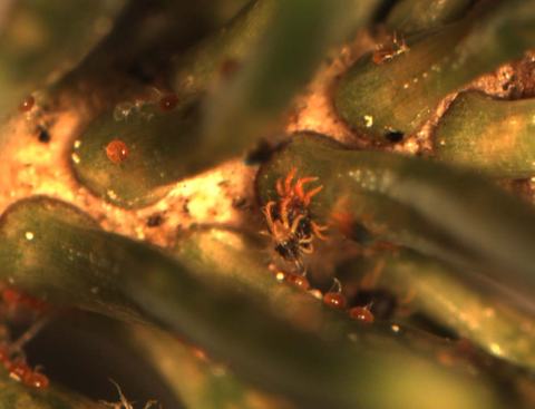 Close-up of green moss capsules with several small red mites on the surface