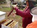 NC Department of Agriculture - Apiary Inspector Bee Inspector - Lewis Cauble demonstrates to members of the Caldwell Co Beekeepers Association how to monitor for varroa mites using a sugar shake method. Lewis is using a peanut butter jar to collect one cu