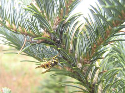 Two wasps, one yellow-striped and one dark, on an evergreen branch among needles.