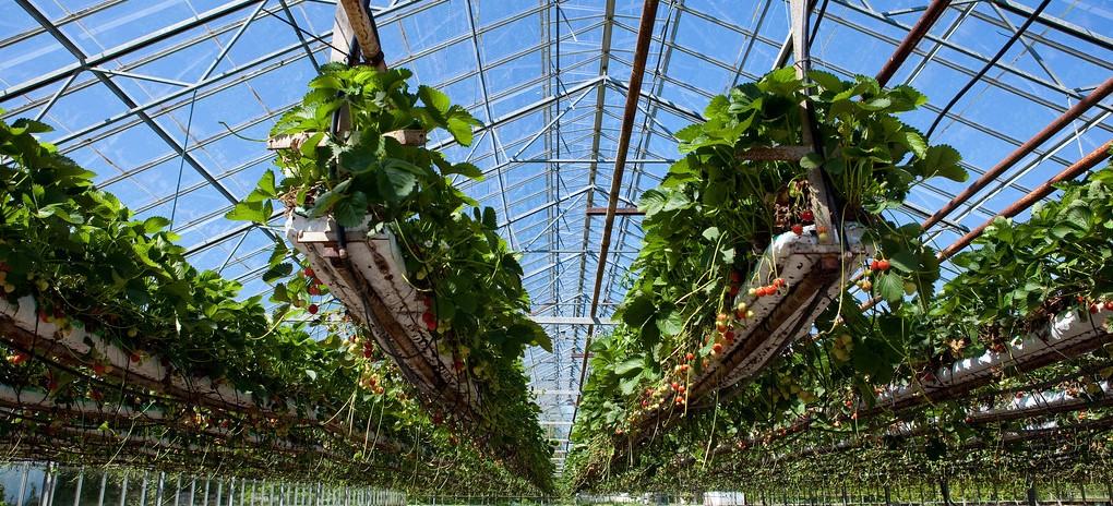 strawberries in house