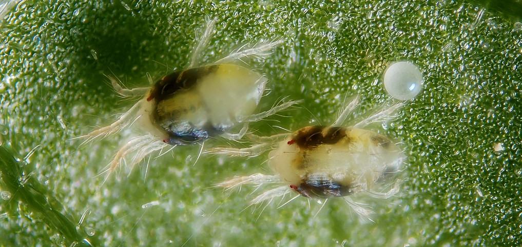 spider mites