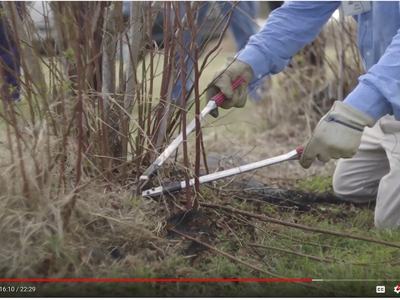 Person kneeling and using loppers to cut stems at the base of a shrub