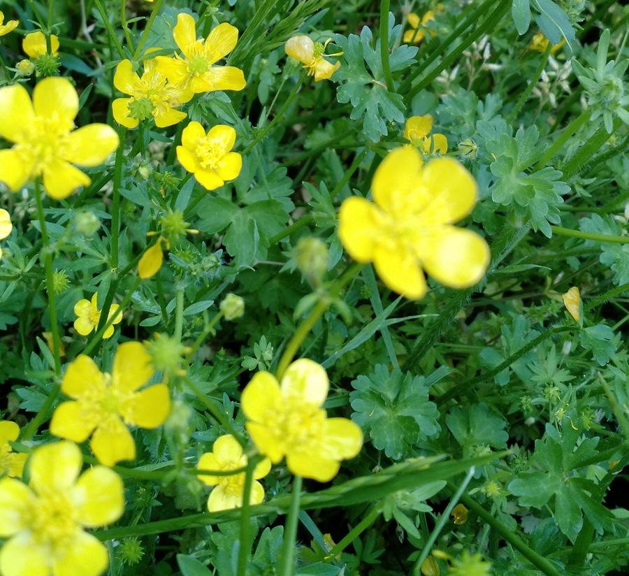 buttercup