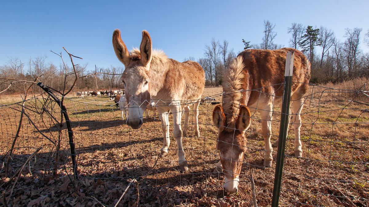 two donkeys behind a wire fence