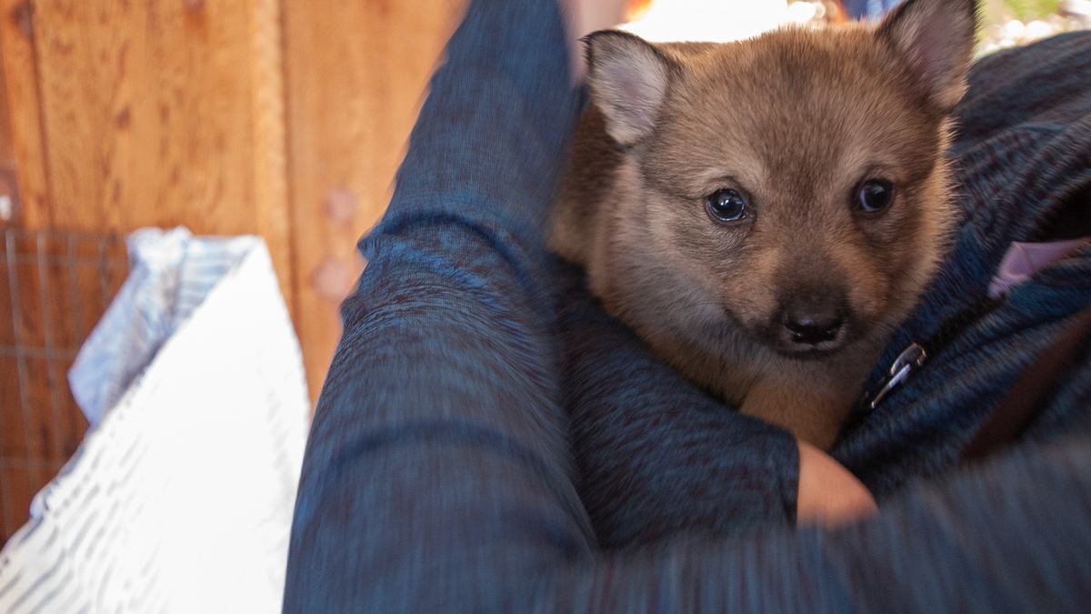 Vallhund puppy being held