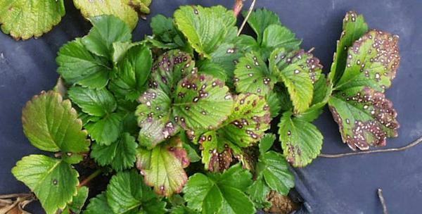Common leaf spot symptoms