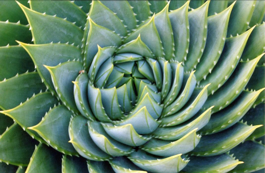 agave plant