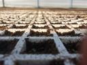 White seedling tray grid filled with soil and small emerging green sprouts