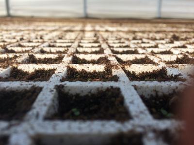 White seedling tray grid filled with soil and small emerging green sprouts