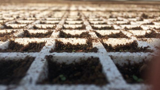 White seedling tray grid filled with soil and small emerging green sprouts