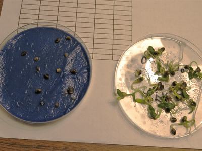 hemp seed in petri dishes; ungerminated and germinated