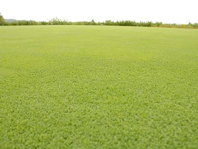 A photo image of a grass fairway.