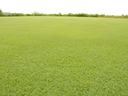 A photo image of a grass fairway.