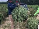 Man holding a hemp plant that was just harvested in the field