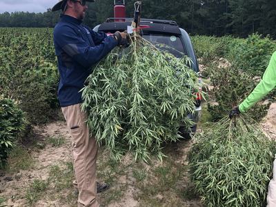 Man holding a hemp plant that was just harvested in the field