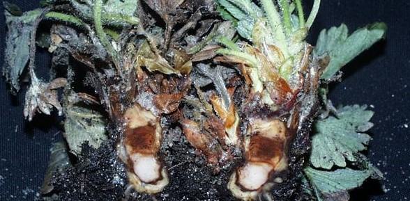 Phytophthora cactorum 