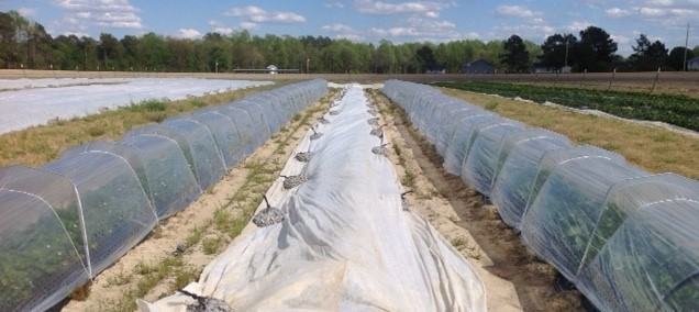 low tunnel production