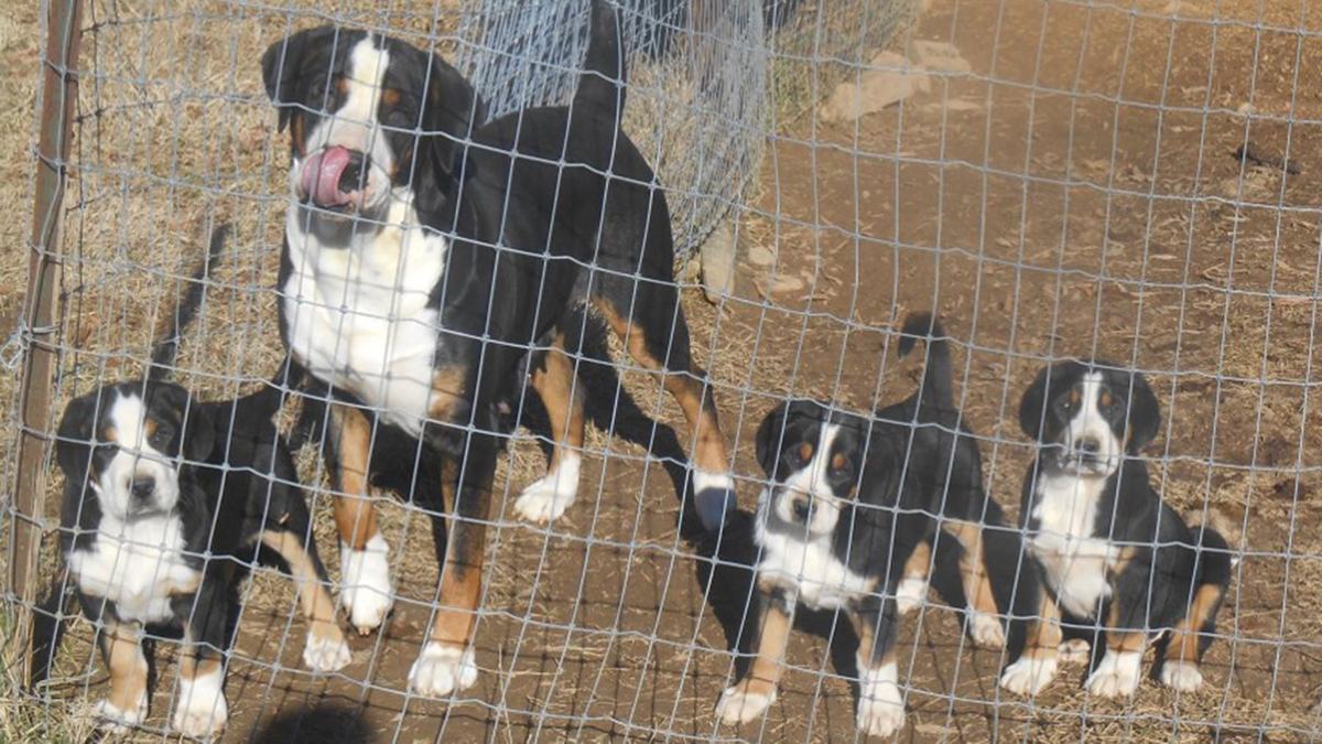 Great Swiss Mountain dog and puppies