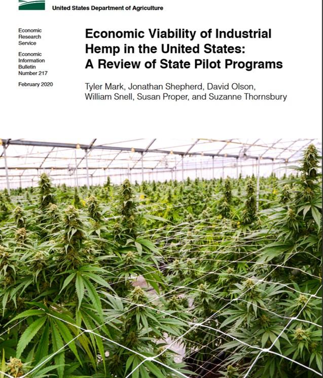 Image of hemp plants