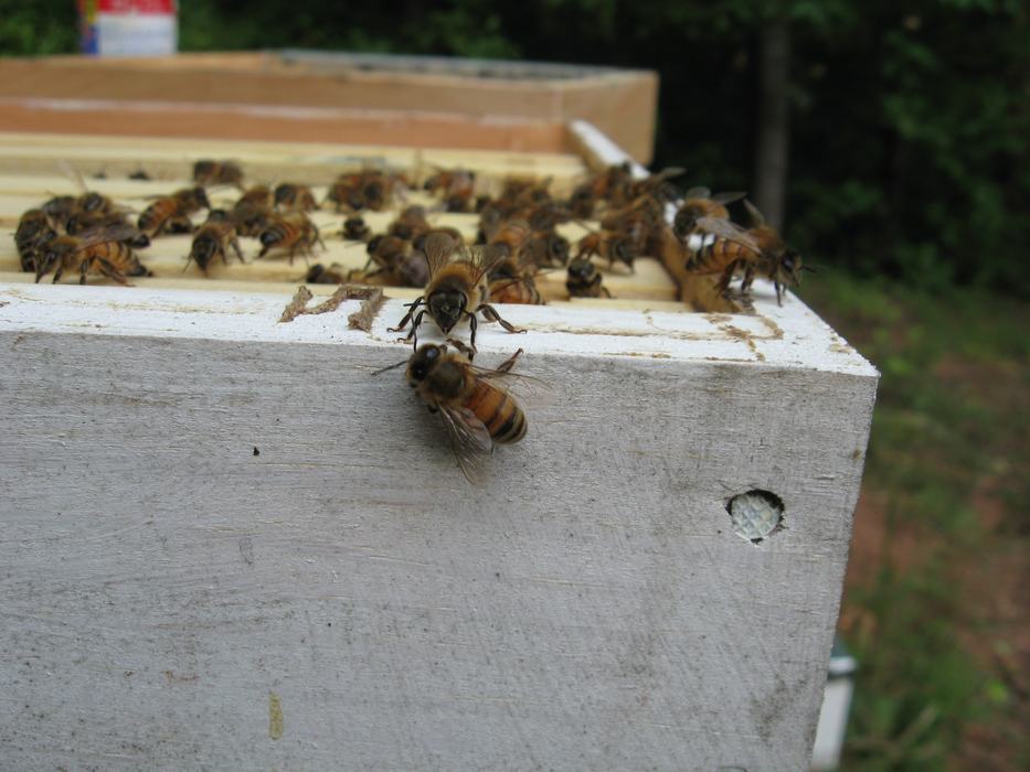bees