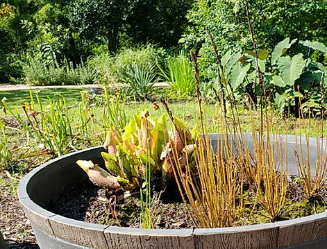 bog plants growing in a container