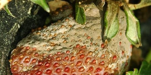 botrytis symptoms