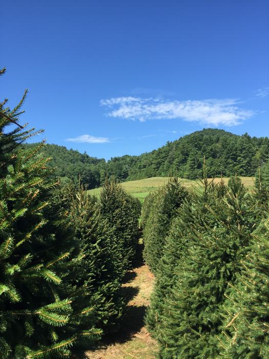 trees