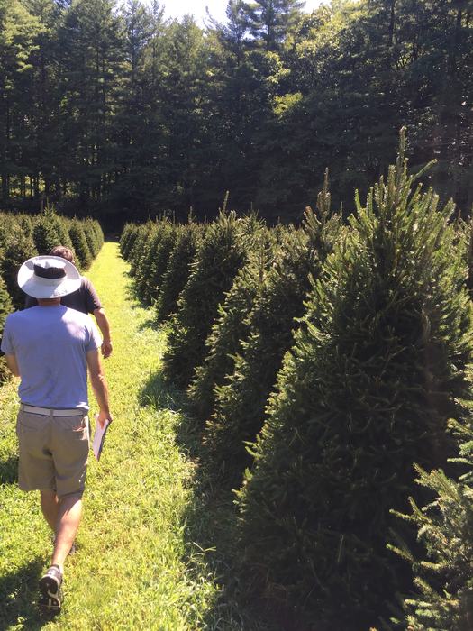 Christmas tree fam