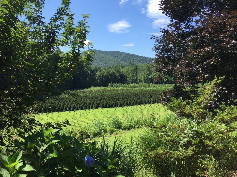 tree farm