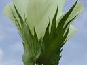 cotton flower open