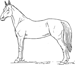 Drawing of horse