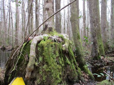 stilt roots