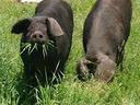 Two black pigs grazing in tall grass, one facing camera with grass in its mouth.