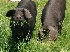 Two black pigs grazing in tall grass, one facing camera with grass in its mouth.