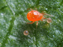Fig. 1. Phytoseiulus persimilis adult beside eggs of the twospotted spider mite (Photo: Biobest Sustainable Crop Management)