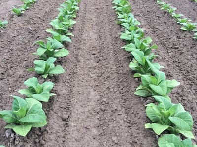 Young green plants in parallel rows on a tilled field