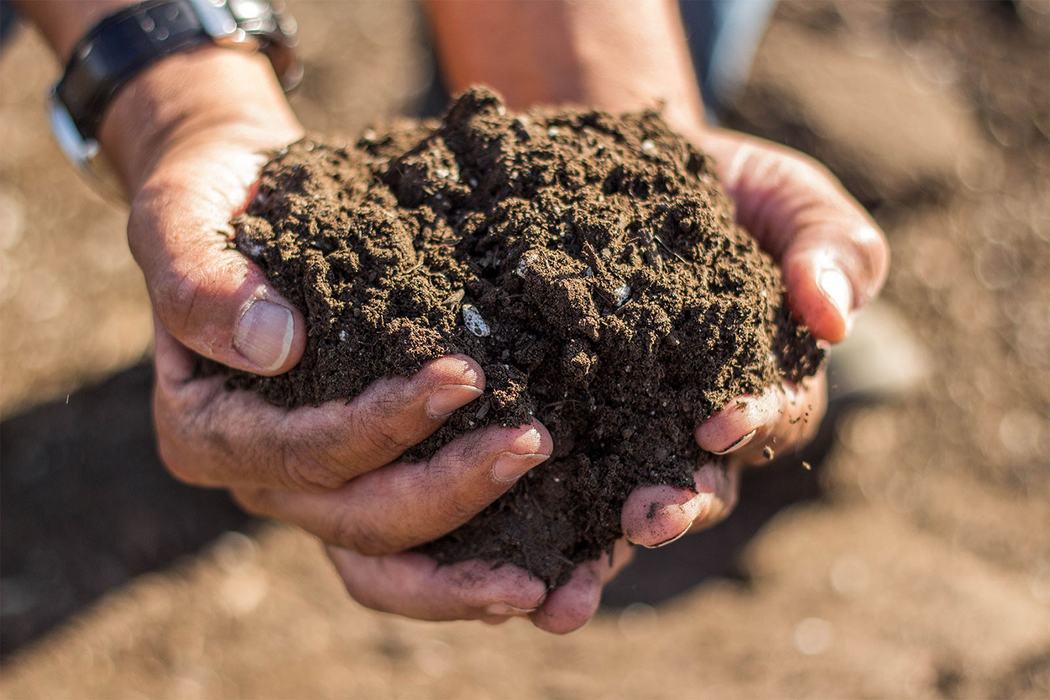 Man, wearing a watch, holds soil with his dirty hands.