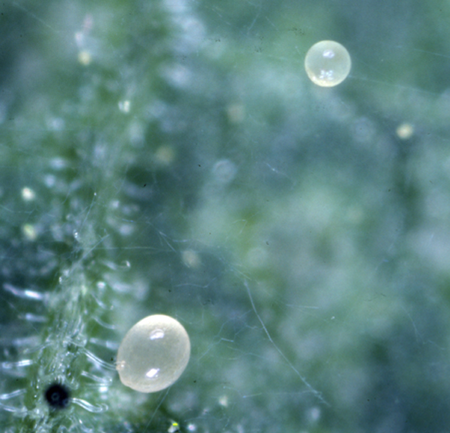 [Picture] Eggs of TSSM and P. persimilis