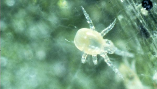 Fig. 3. The larval stage of <em>P. persimilis</em> has only six legs. (Photo: University of Florida, https://mrec.ifas.ufl.edu/lso/spmite/b853a3.htm)