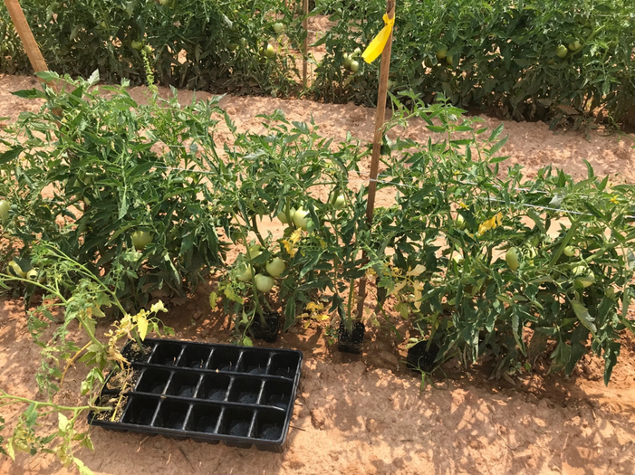 [Picture] Putting P. persimilis into tomato field