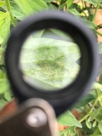 [picture] TSSM viewed under 10X hand lens