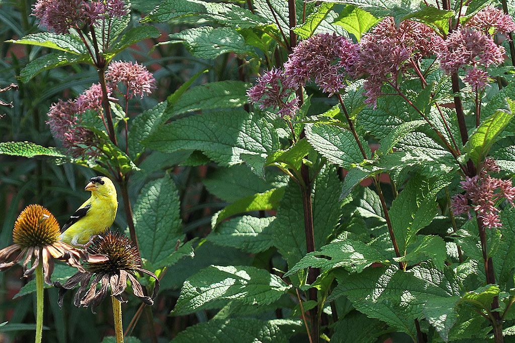 flowers in pollinator garden