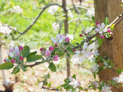 apple blossoms